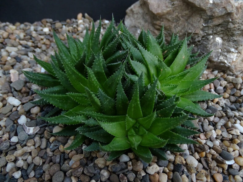 Haworthia vlokii