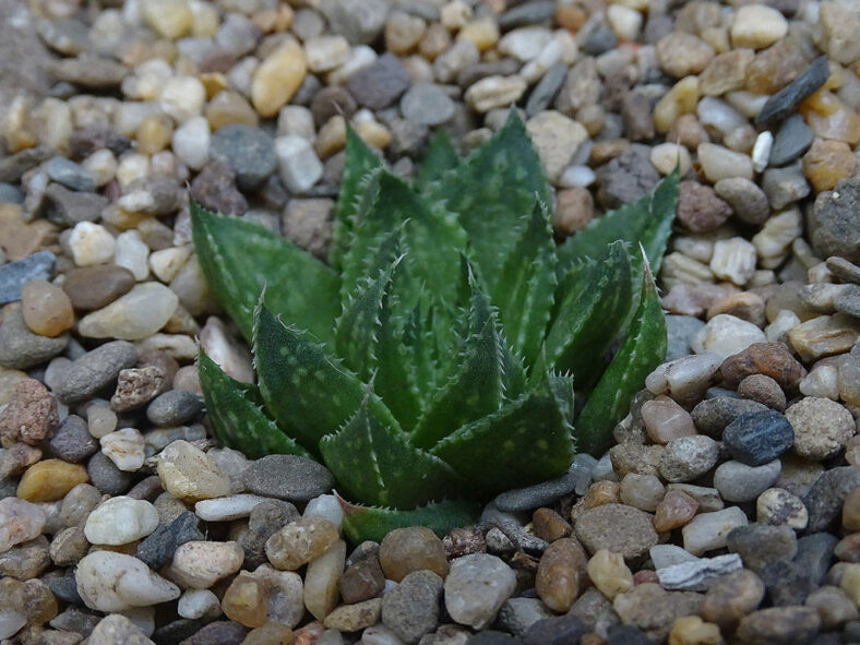 Haworthia vlokii