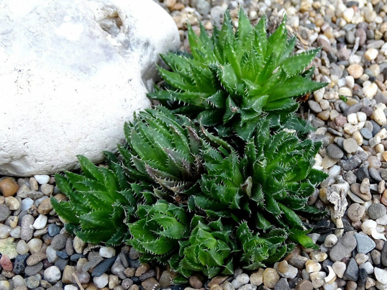 Haworthia vlokii