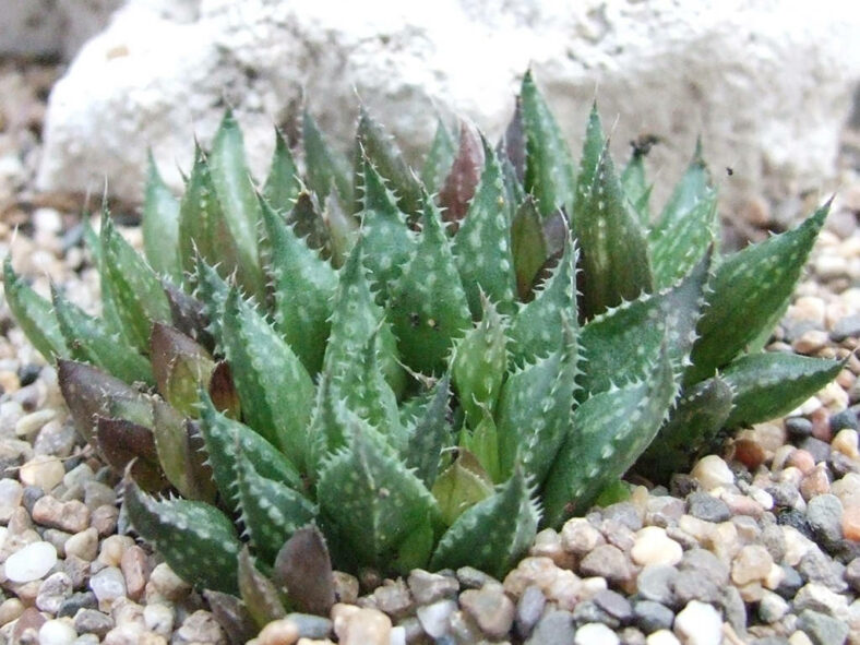 Haworthia vlokii