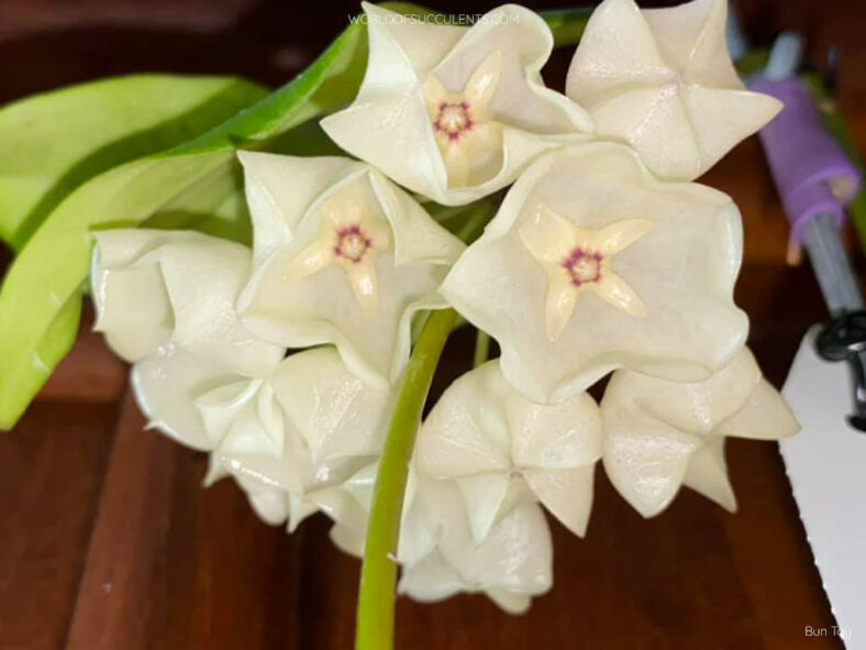 Hoya campanulata