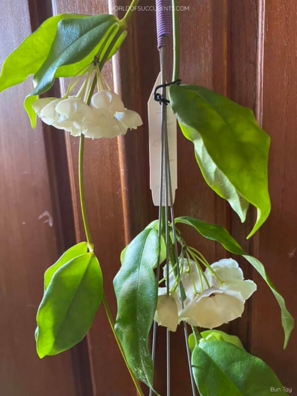 Hoya campanulata