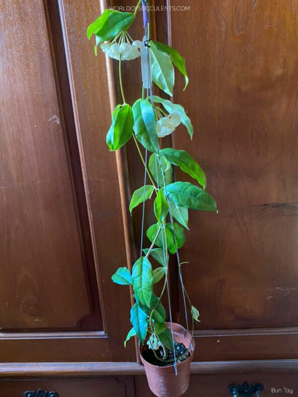 Hoya campanulata