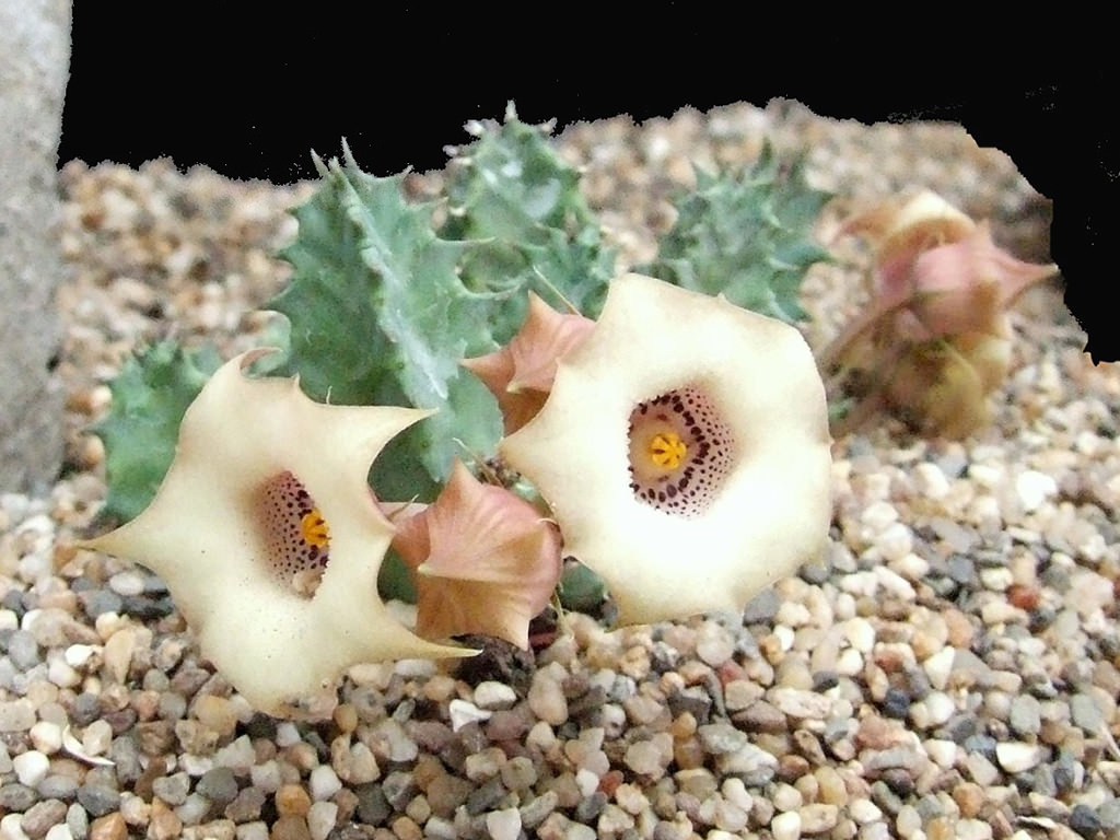 Huernia blyderiverensis