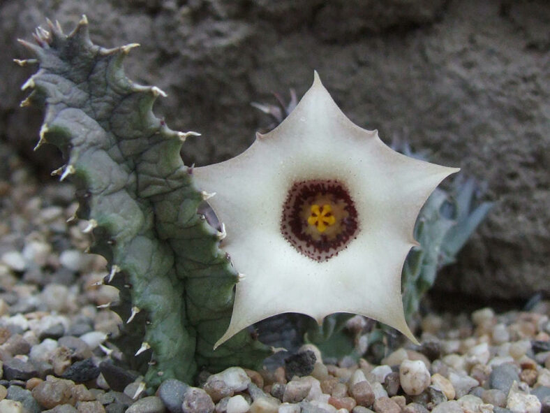 Huernia blyderiverensis