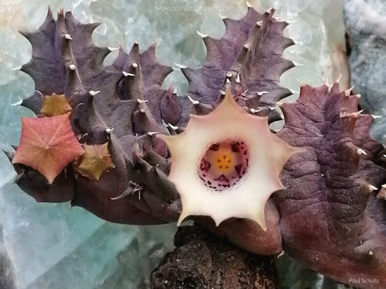 Huernia blyderiverensis