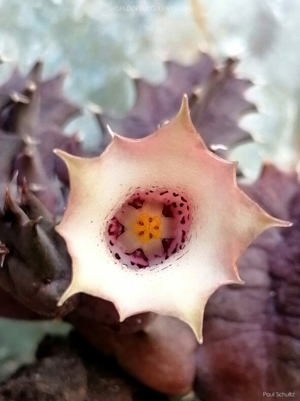 Huernia blyderiverensis