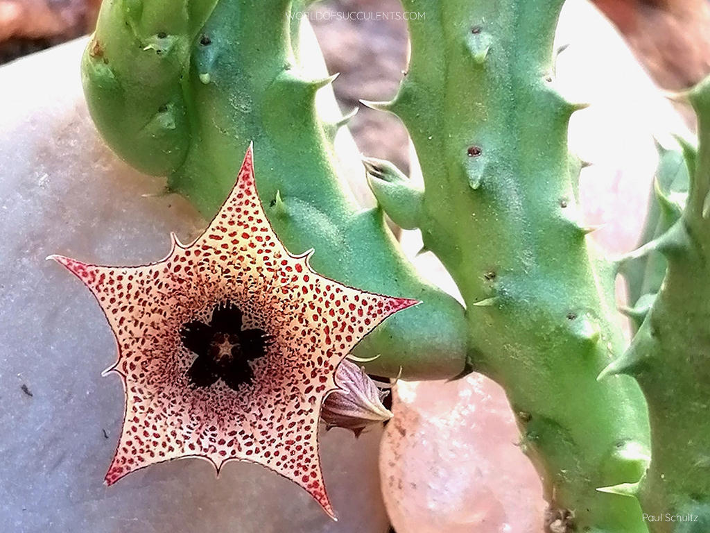 Huernia boleana