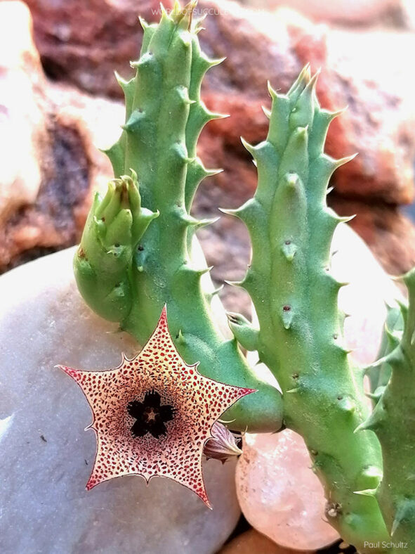 Huernia boleana