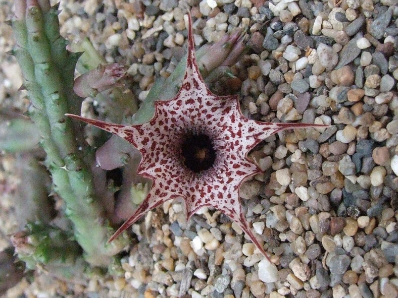 Huernia boleana