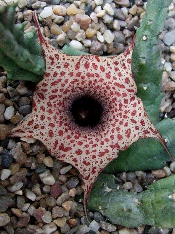 Huernia boleana