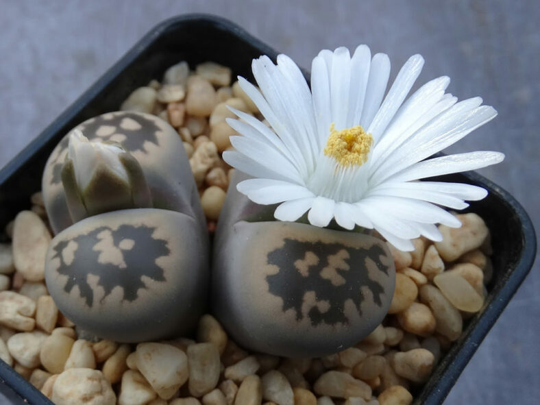 Lithops karasmontana subsp. bella