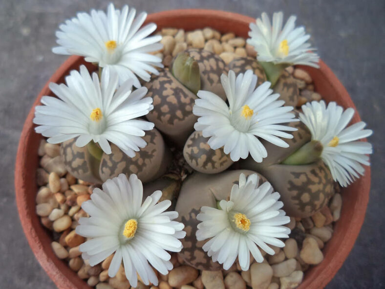 Lithops karasmontana subsp. bella