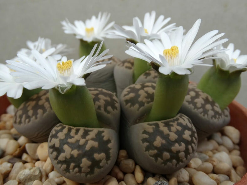 Lithops karasmontana subsp. bella