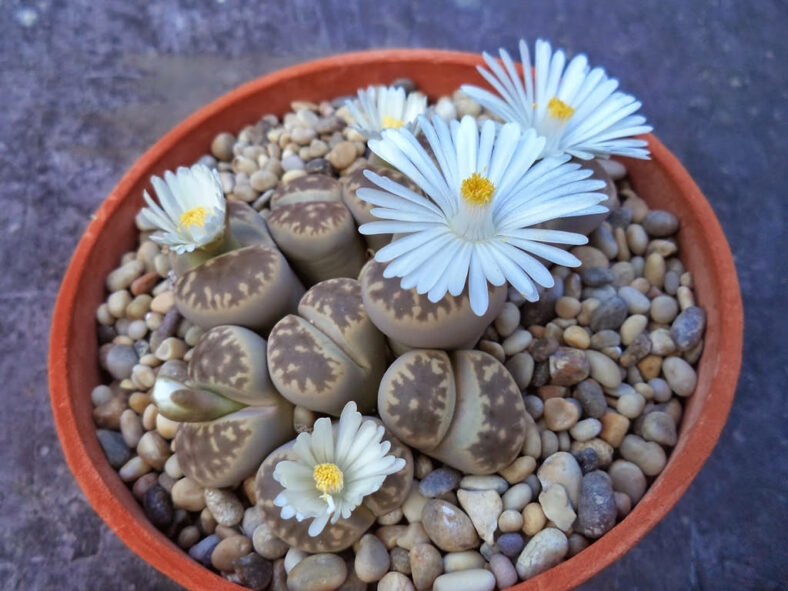 Lithops karasmontana subsp. bella