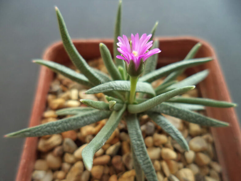 Flower of Marlothistella uniondalensis