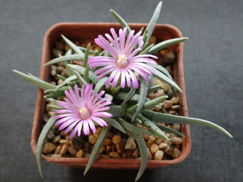 Marlothistella uniondalensis in bloom