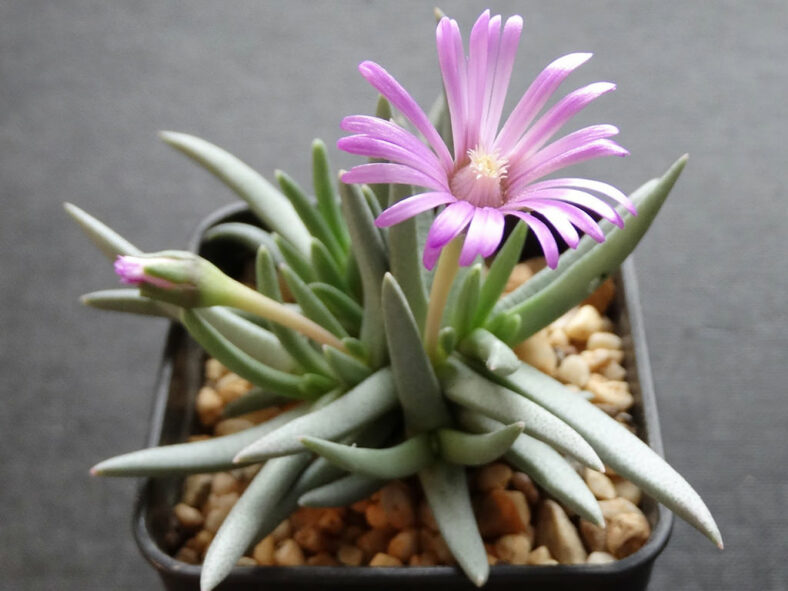 A flower and bud of Marlothistella uniondalensis