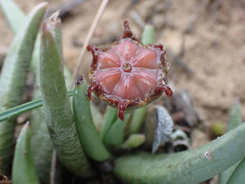 A fruit of Marlothistella uniondalensis