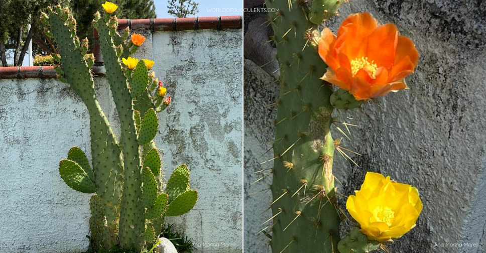 Opuntia engelmannii var. linguiformis (Cow's Tongue Cactus