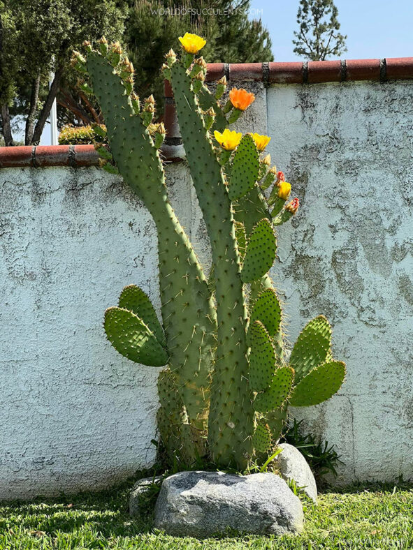 Opuntia engelmannii var. linguiformis (Cow's Tongue Cactus)