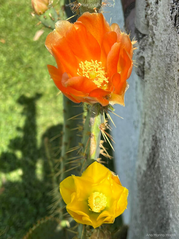 Opuntia engelmannii var. linguiformis (Cow's Tongue Cactus)