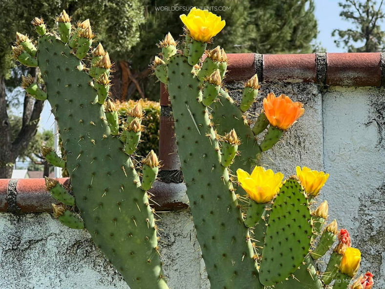 Opuntia engelmannii var. linguiformis (Cow's Tongue Cactus)