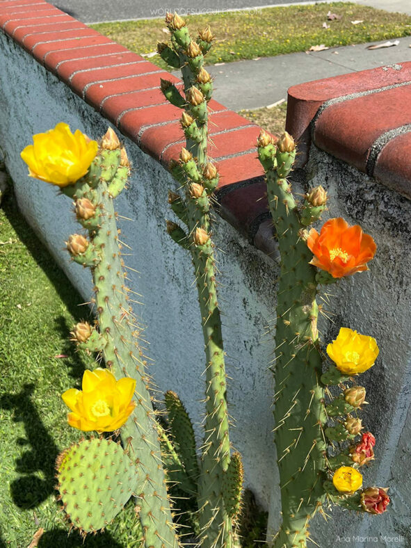 Opuntia engelmannii var. linguiformis (Cow's Tongue Cactus)