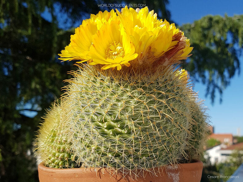 Parodia aureispina