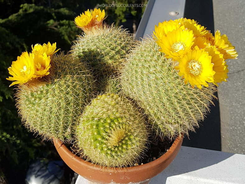 Parodia aureispina