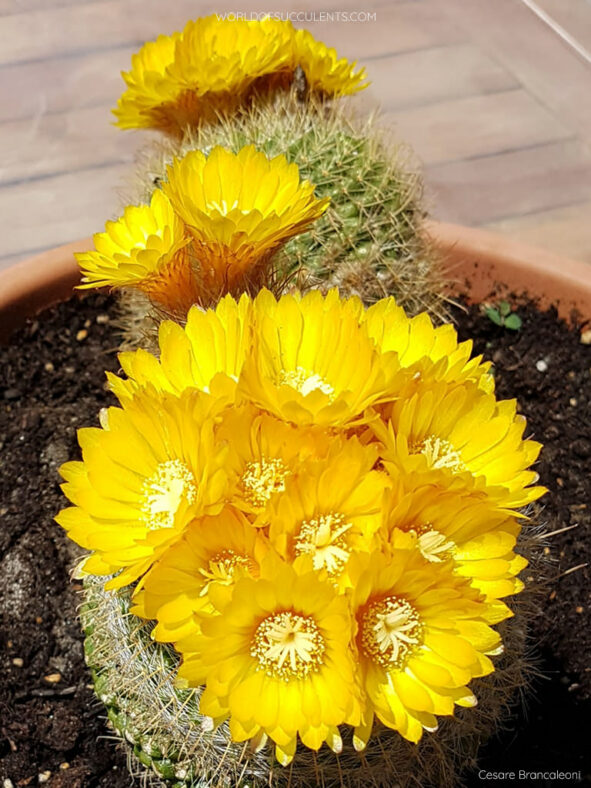 Parodia aureispina