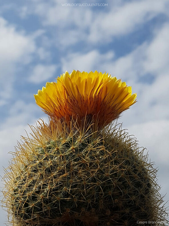 Parodia aureispina