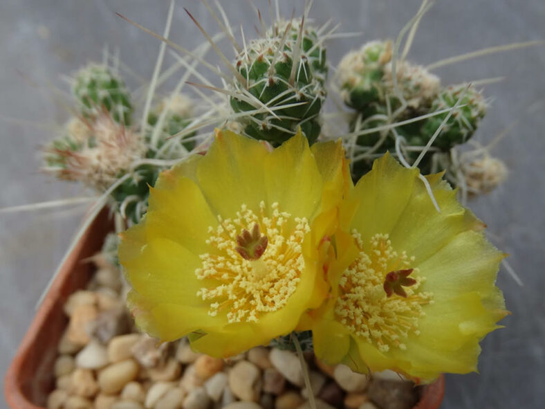 Tephrocactus weberi