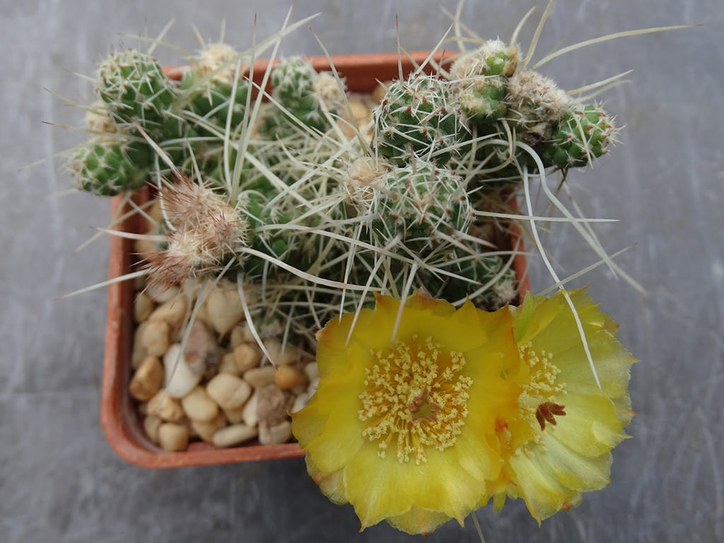 Tephrocactus weberi