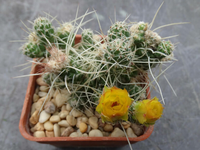 Tephrocactus weberi