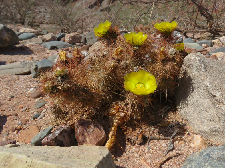 Tephrocactus weberi