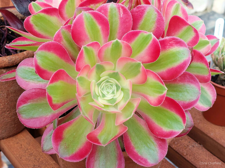 Aeonium 'Pink Witch'