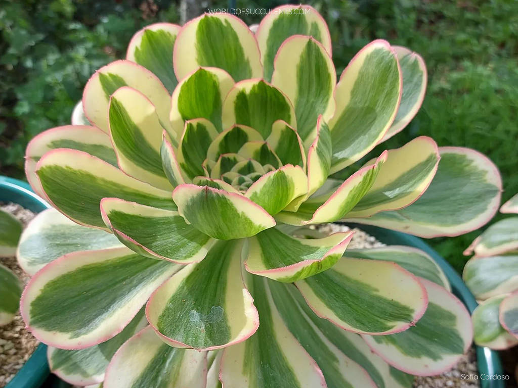 Aeonium 'Zeus'