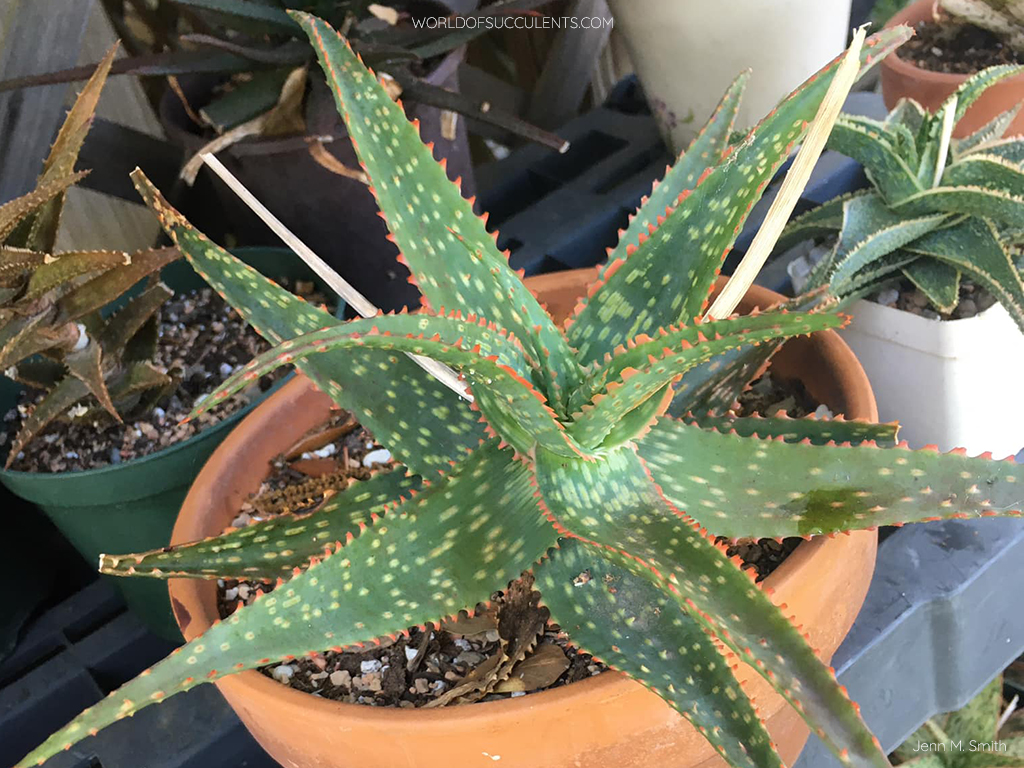 Aloe 'Fang' aka Aloe 'Marco'