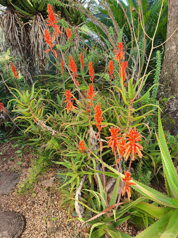 A plant in bloom. Aloe dawei (Dawe's Aloe)