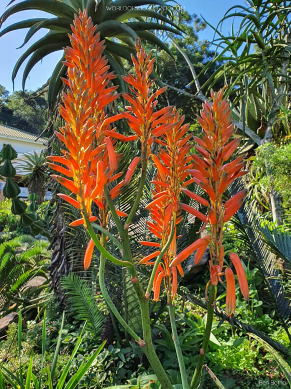 Flowers of Aloe dawei (Dawe's Aloe)