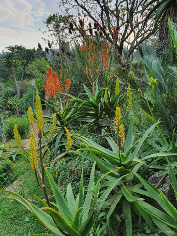Forms with yellow and orange flowers. Aloe dawei (Dawe's Aloe)