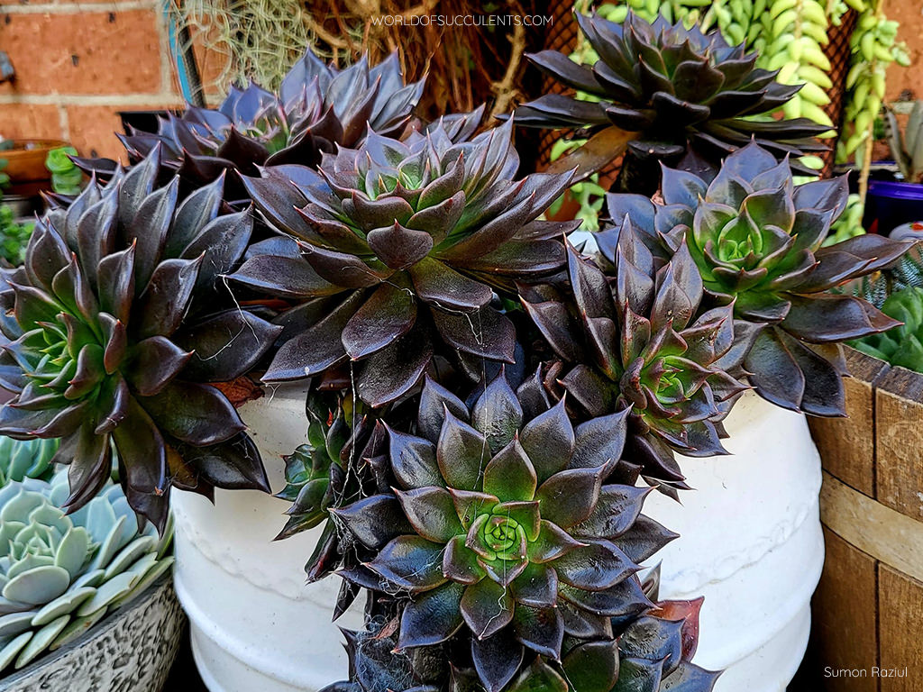 ECHEVERIA 'Black Prince' – Rancho Tissue