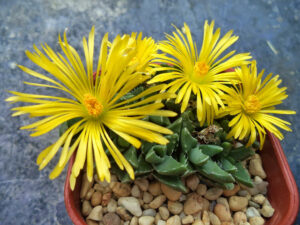 Faucaria gratiae - World of Succulents