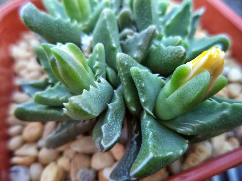 Faucaria gratiae aka Faucaria hooleae