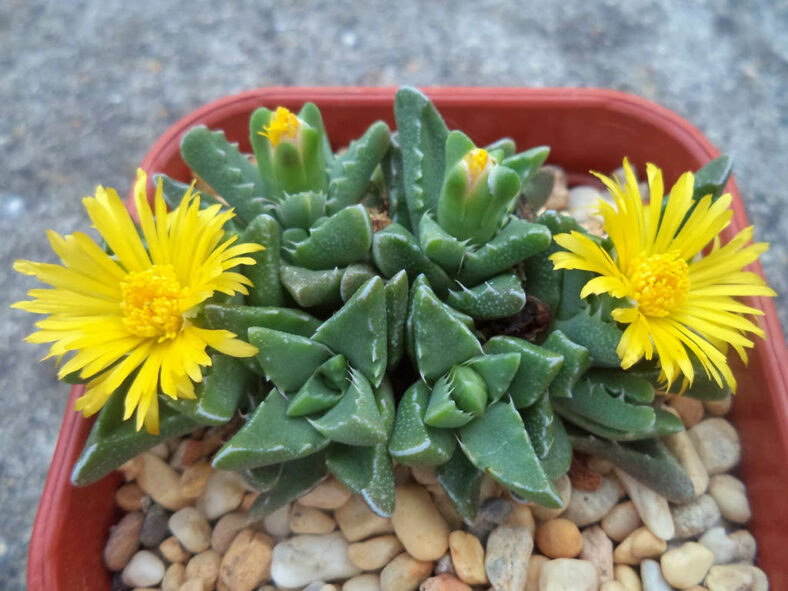 Faucaria gratiae aka Faucaria hooleae