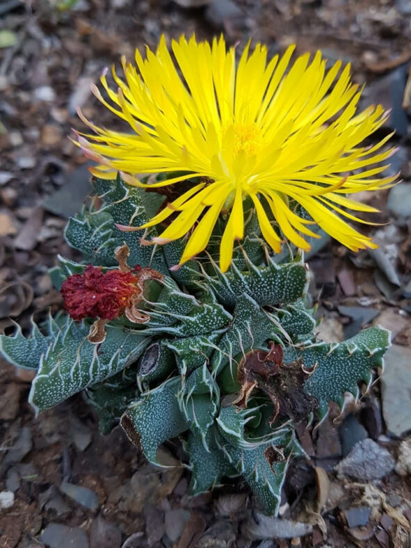 Faucaria gratiae aka Faucaria hooleae