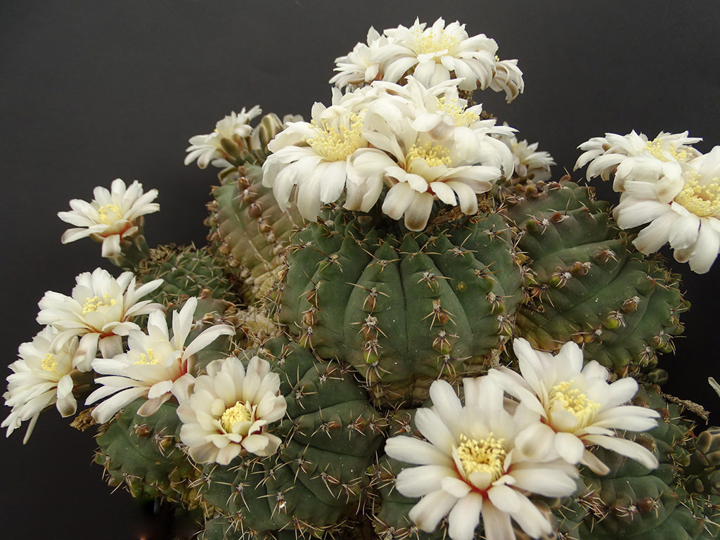 A plant in full bloom in cultivation. Gymnocalycium quehlianum, commonly known as Quehla Chin Cactus