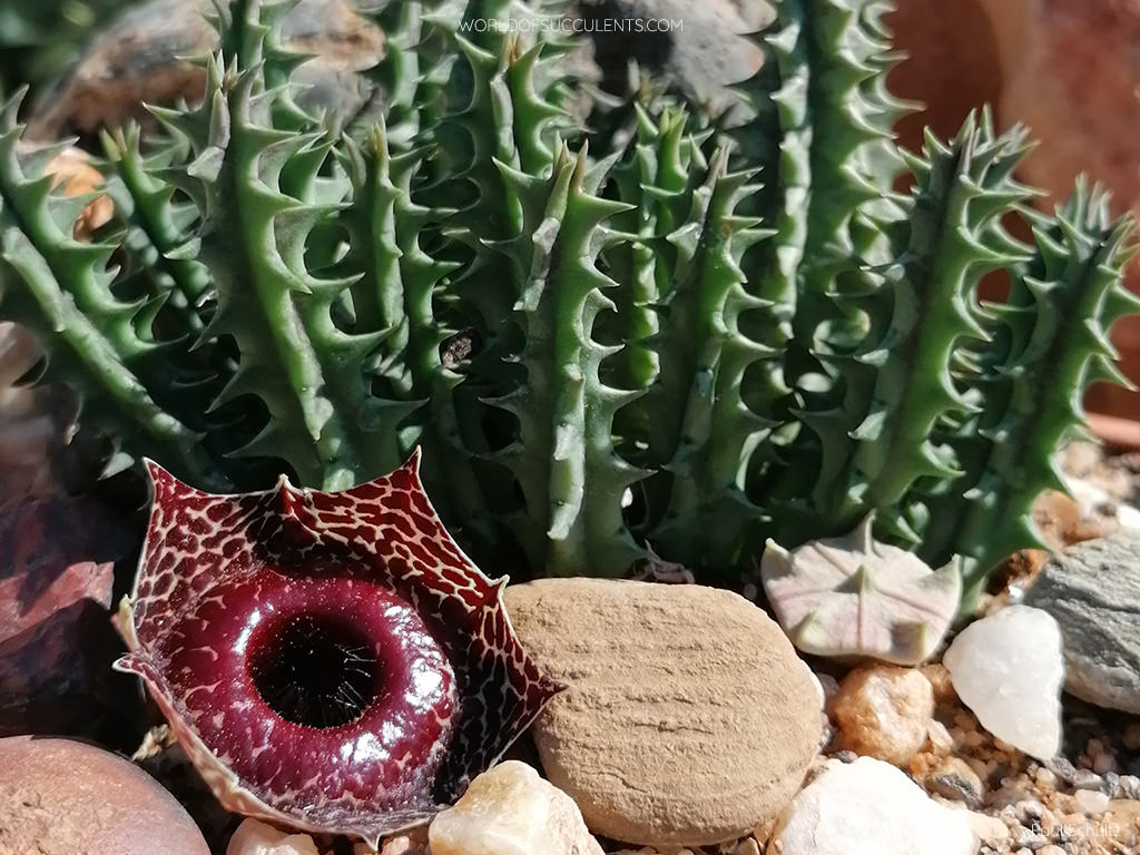 Huernia guttata subsp. reticulata aka Huernia reticulata