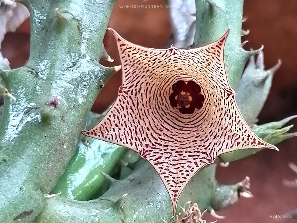 Huernia mccoyi